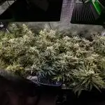GTH (seed) & Bananaconda (clone)