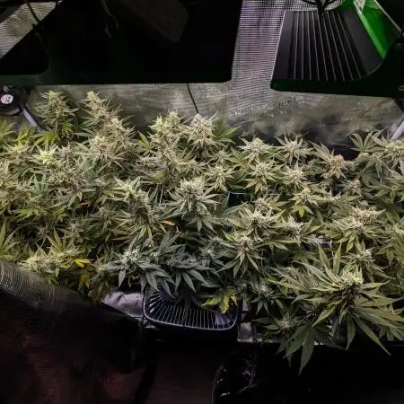GTH (seed) & Bananaconda (clone)