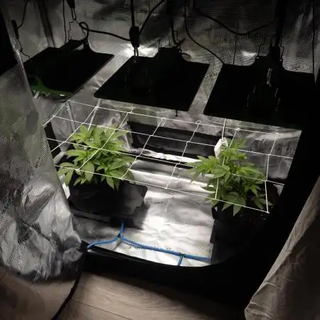 GTH (seed) vs Bananaconda (clone)