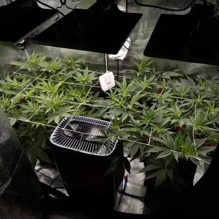 GTH (seed) & Bananaconda (clone)