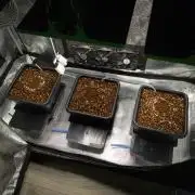 Sativa grow
