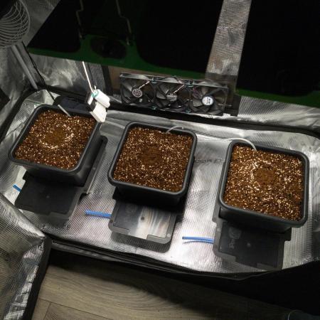 Sativa grow