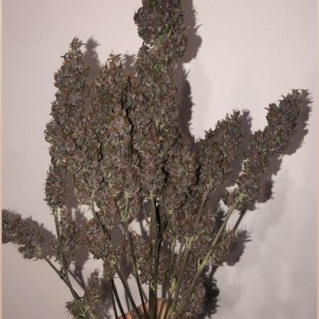 Purple kush