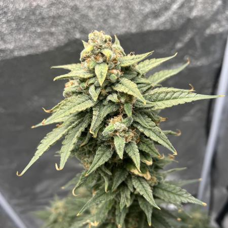Papaya_FB
