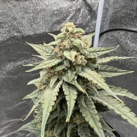 Papaya_FB