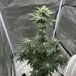 Papaya_FB