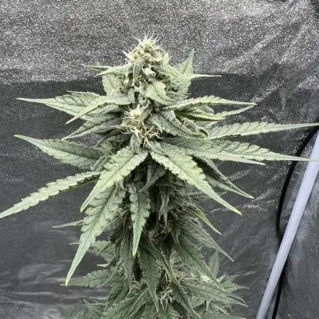 Papaya_FB