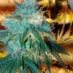 GG #4