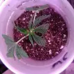 Wedding cake 1st run