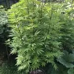 Solfire Outdoor