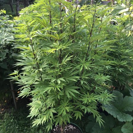 Solfire Outdoor