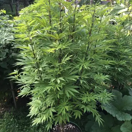Solfire Outdoor