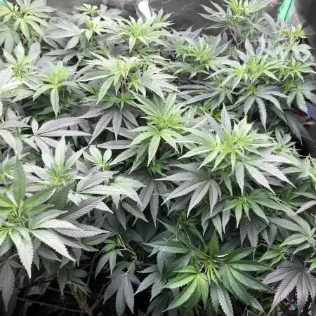 Bloom Hashrun