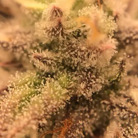 Bloom Hashrun
