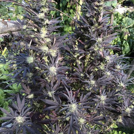 Solfire Outdoor