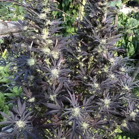 Solfire Outdoor