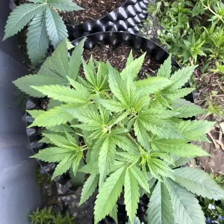 Solfire/Cannarado Indoor/Outdoor