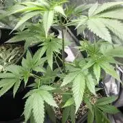 Raw Gen & Grounded Gen & Shuga Seeds