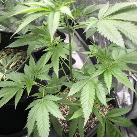 Raw Gen & Grounded Gen & Shuga Seeds