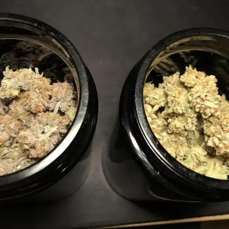 Solfire/Cannarado Indoor