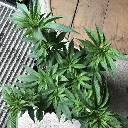 Solfire Outdoor
