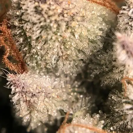 Solfire/Cannarado Indoor
