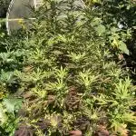 Solfire Outdoor