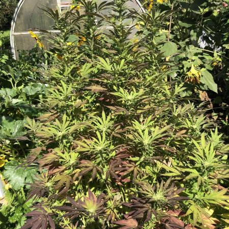 Solfire Outdoor
