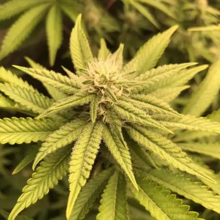 Bloom Hashrun