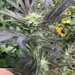 Solfire Outdoor