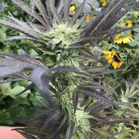 Solfire Outdoor