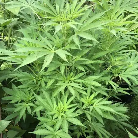 Solfire Outdoor