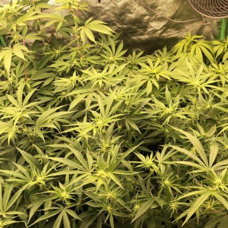 Bloom Hashrun