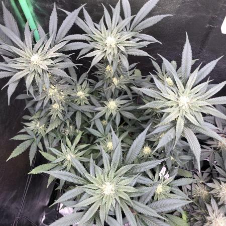 Solfire/Cannarado Indoor
