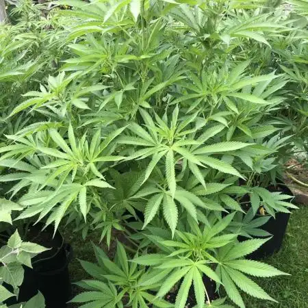 Solfire Outdoor