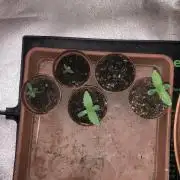 Phenohunt Raw Gen & Grounded Gen