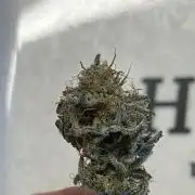 Grounded Gen & Shuga Seeds