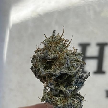 Grounded Gen & Shuga Seeds