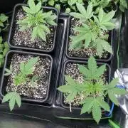 Phenohunt Raw Gen & Grounded Gen