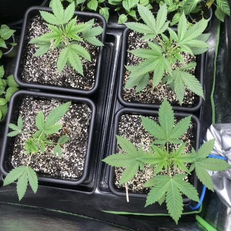 Raw Gen & Grounded Gen