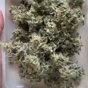 Grounded Gen & Shuga Seeds