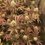 Bloom Hashrun