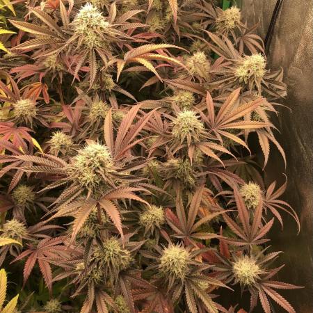Bloom Hashrun
