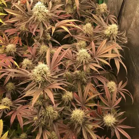 Bloom Hashrun