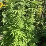 Solfire Outdoor