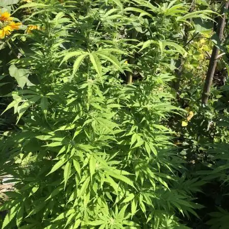 Solfire Outdoor