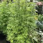 Solfire Outdoor