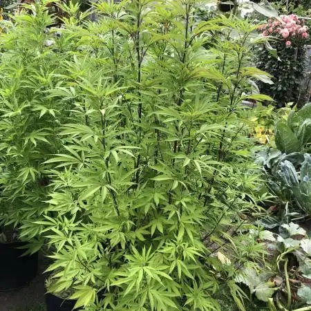 Solfire Outdoor