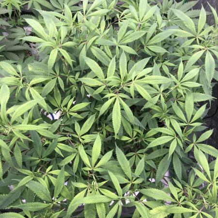 Grounded Gen & Shuga Seeds