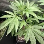 Raw Gen & Grounded Gen